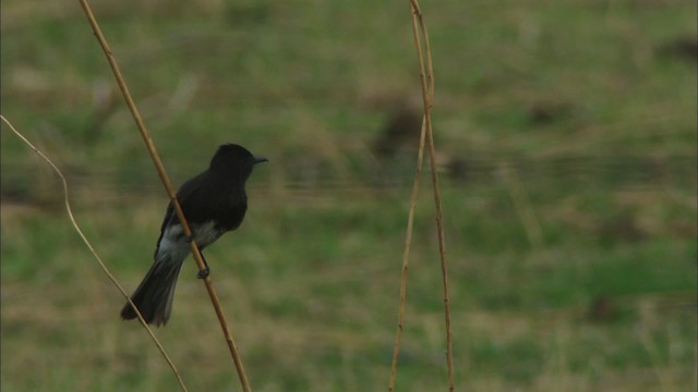 Феб чорний [група nigricans] - ML464675