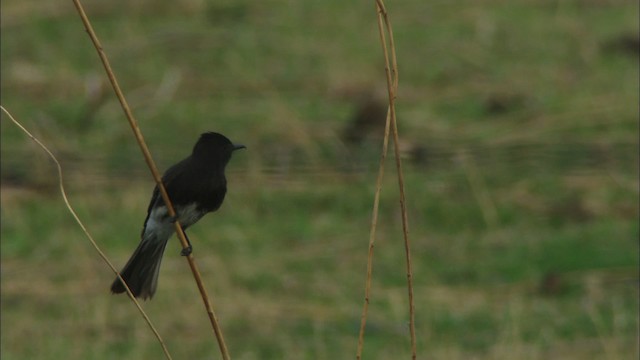 Moucherolle noir (groupe nigricans) - ML464675