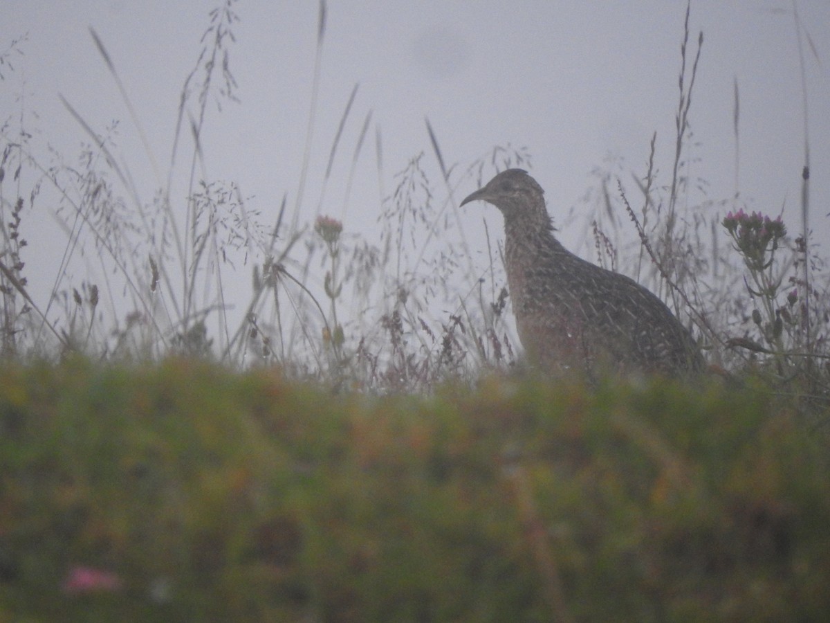 Curve-billed Tinamou - Agustin Carrasco