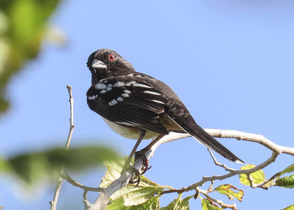 Spotted Towhee - ML464676421