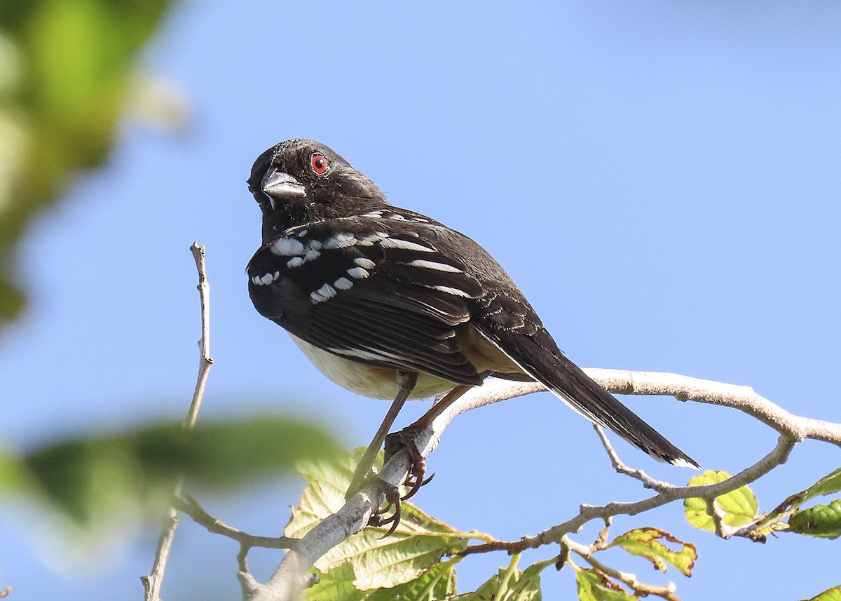 ホシワキアカトウヒチョウ - ML464676421