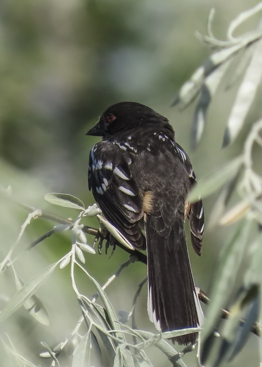 Spotted Towhee - ML464676431