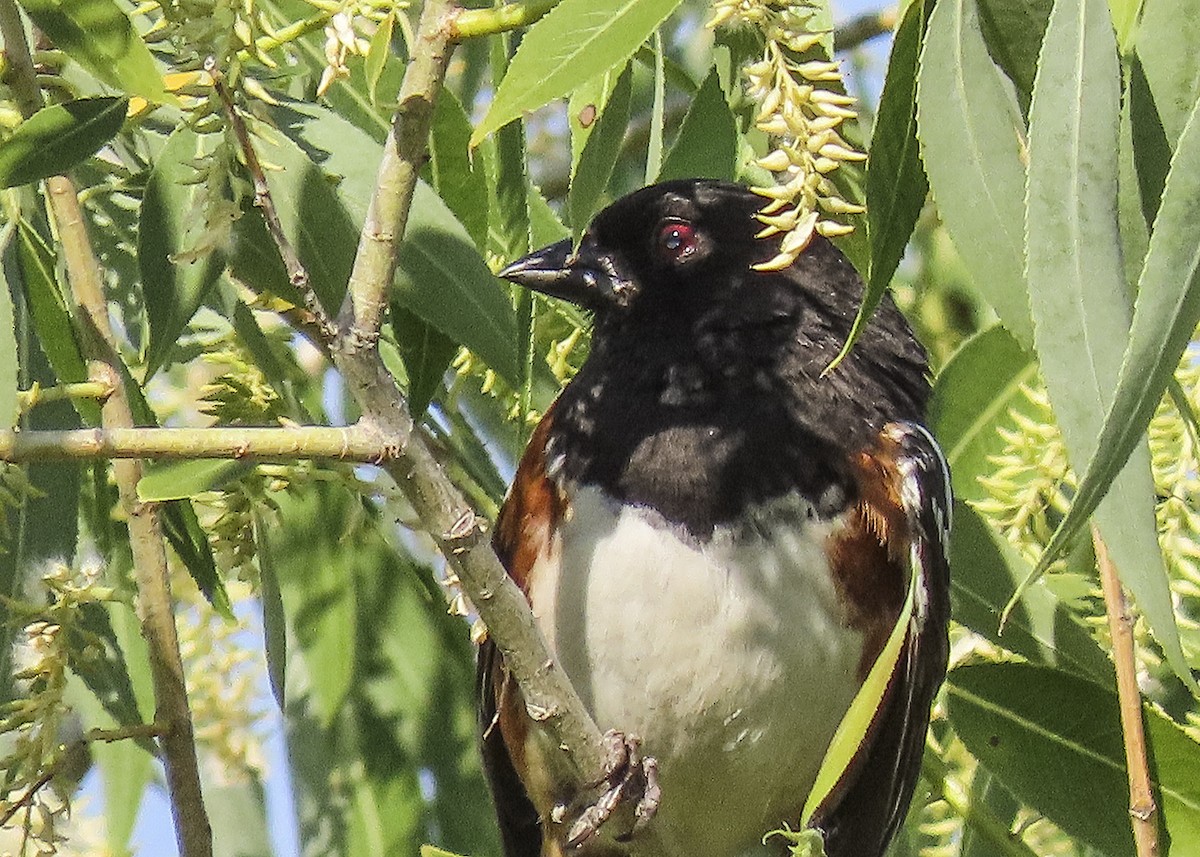 Spotted Towhee - ML464676441