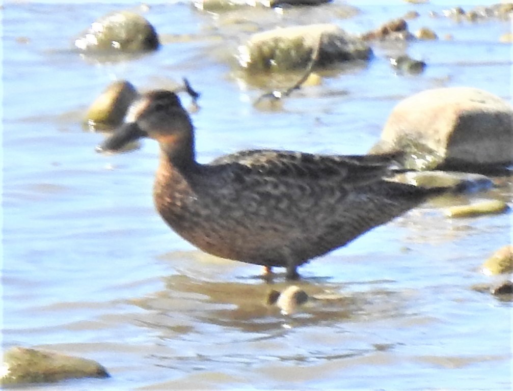 Blue-winged Teal - ML464676501