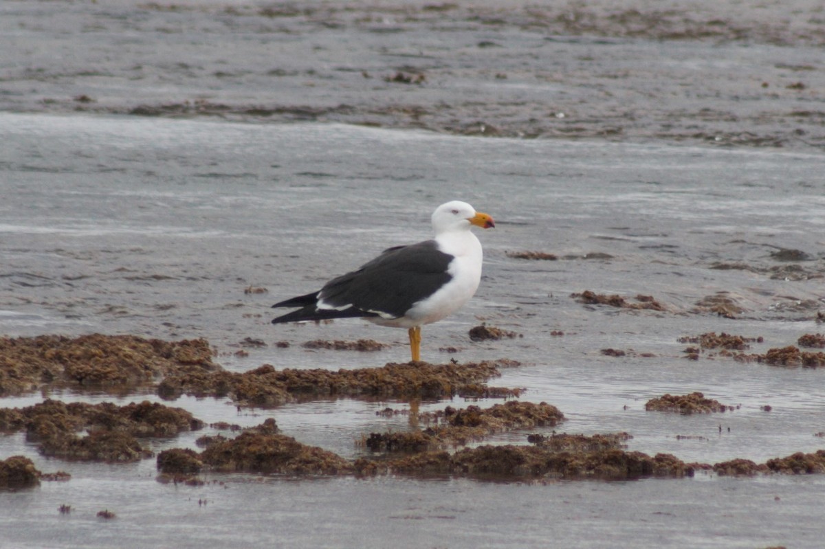 Pacific Gull - ML464676781