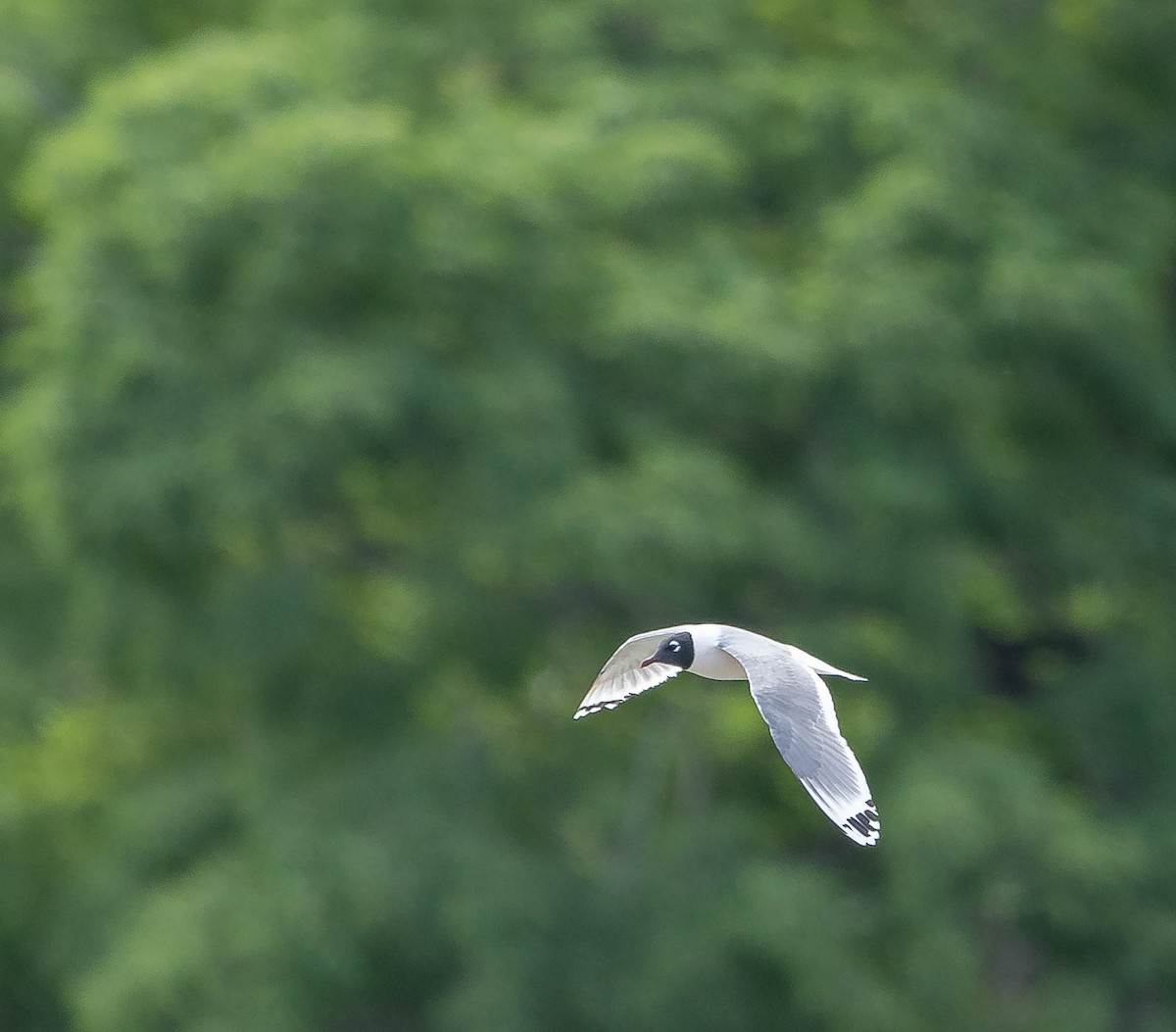 Franklin's Gull - ML464676921