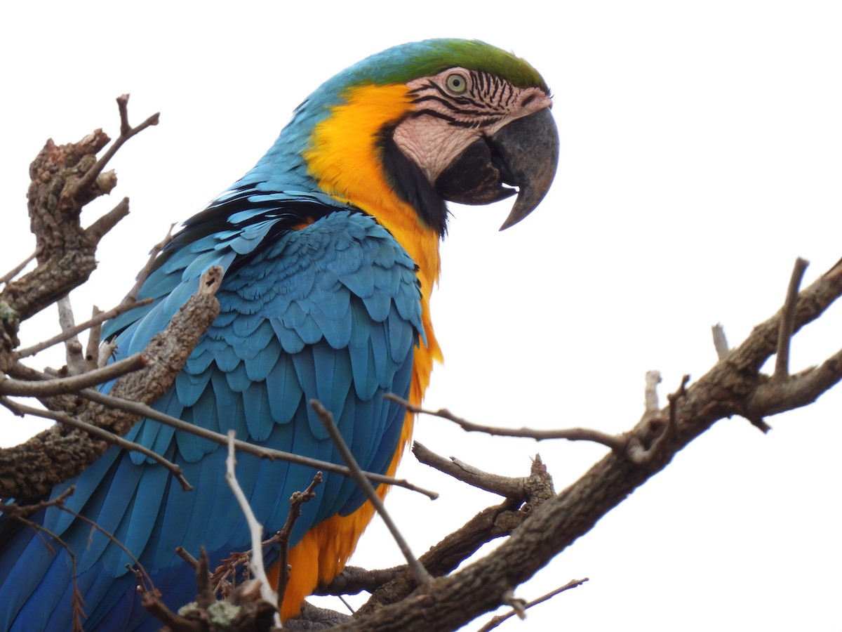 Blue-and-yellow Macaw - ML464676971