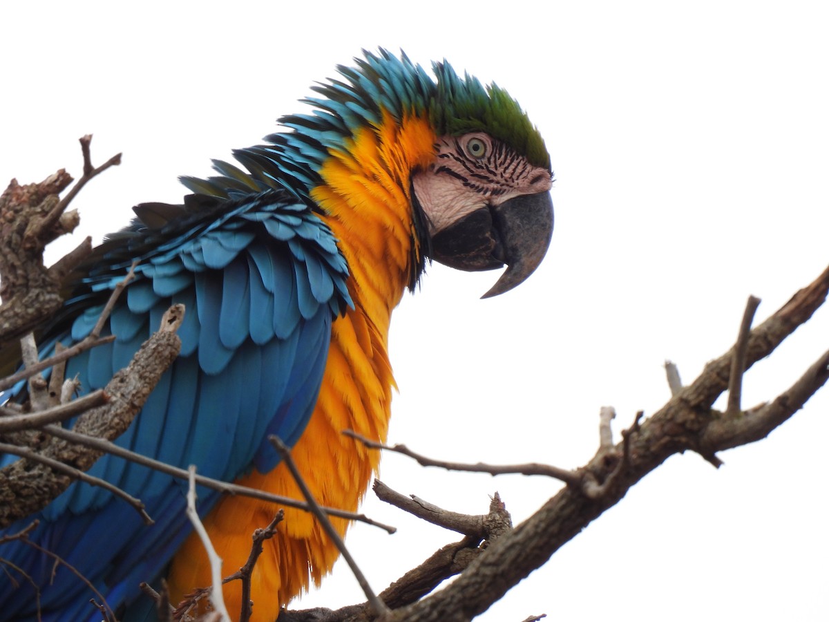 Blue-and-yellow Macaw - ML464677001