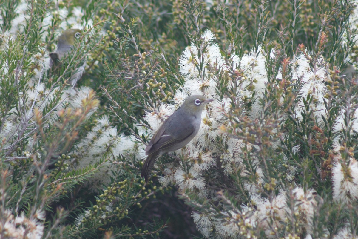 Silvereye - ML464677291