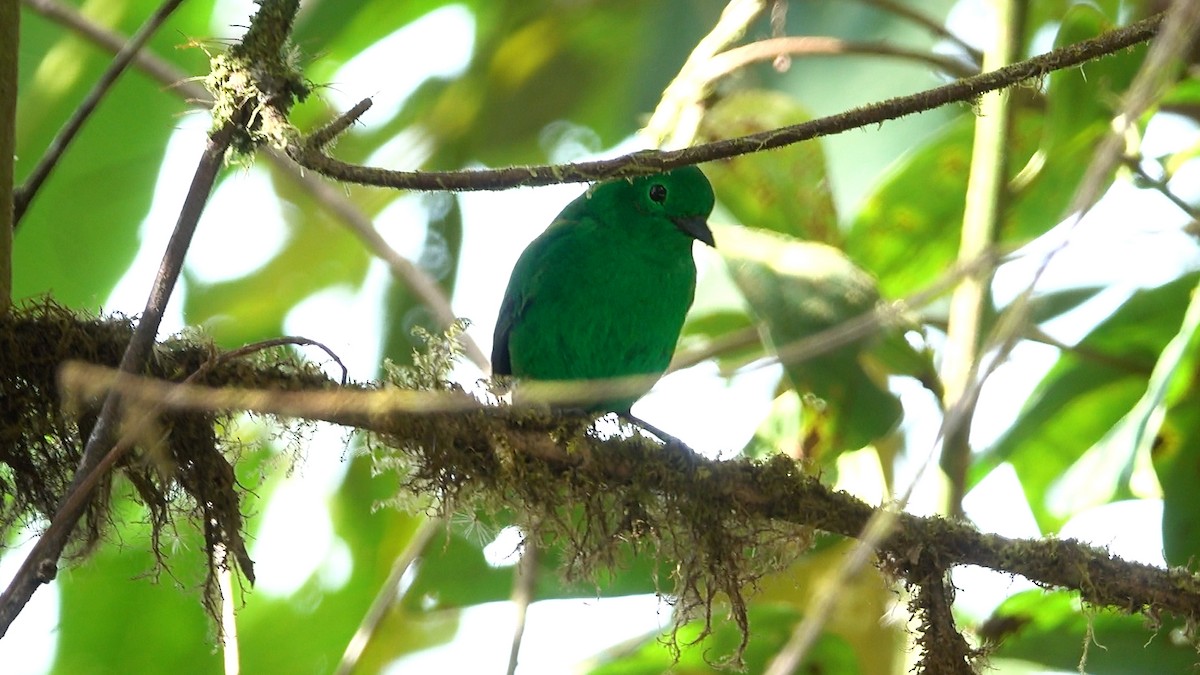 Glistening-green Tanager - Daniel Pacheco Osorio