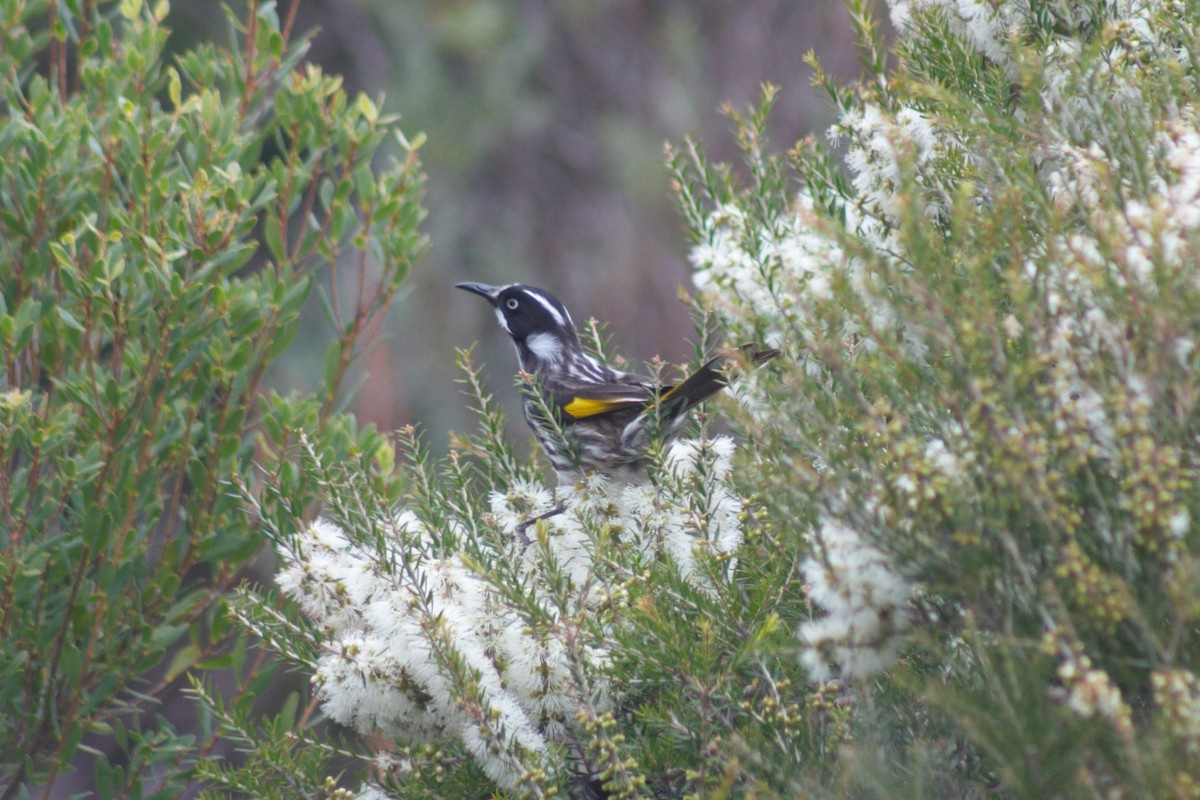 New Holland Honeyeater - ML464678091