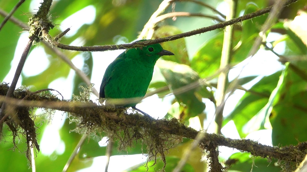 Glistening-green Tanager - Daniel Pacheco Osorio