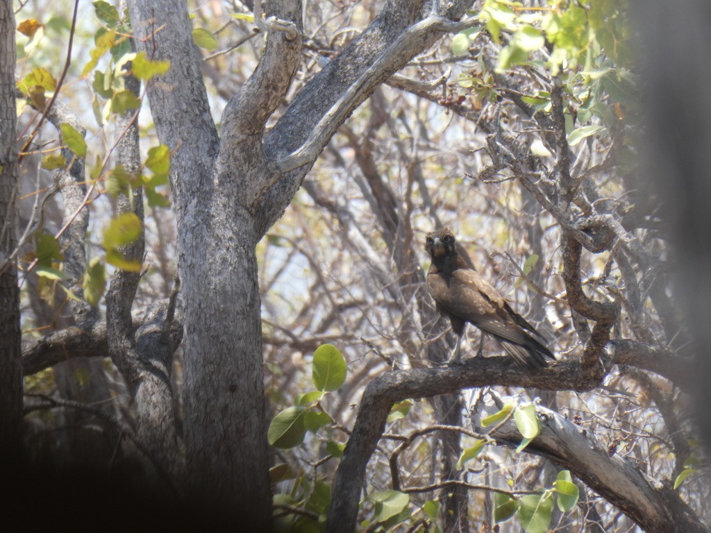 Brown Falcon - ML464679881