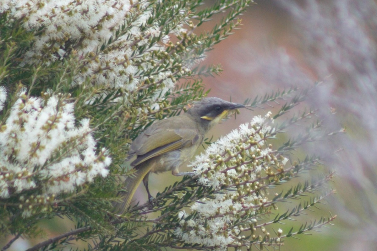 Purple-gaped Honeyeater - ML464680091