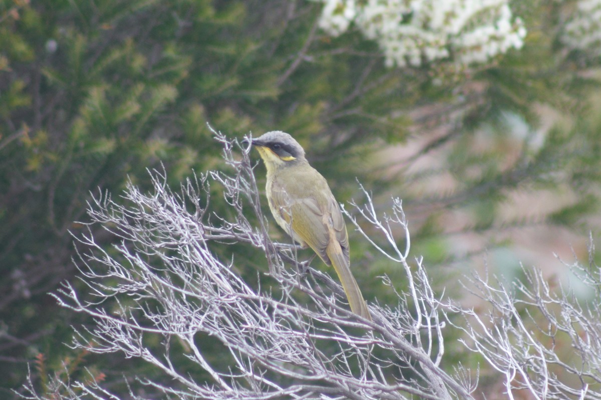 Purple-gaped Honeyeater - ML464680731