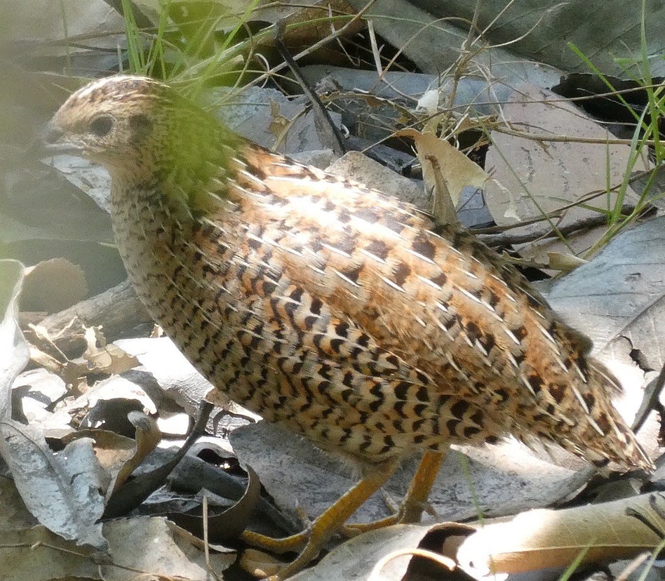 Brown Quail - ML464680981