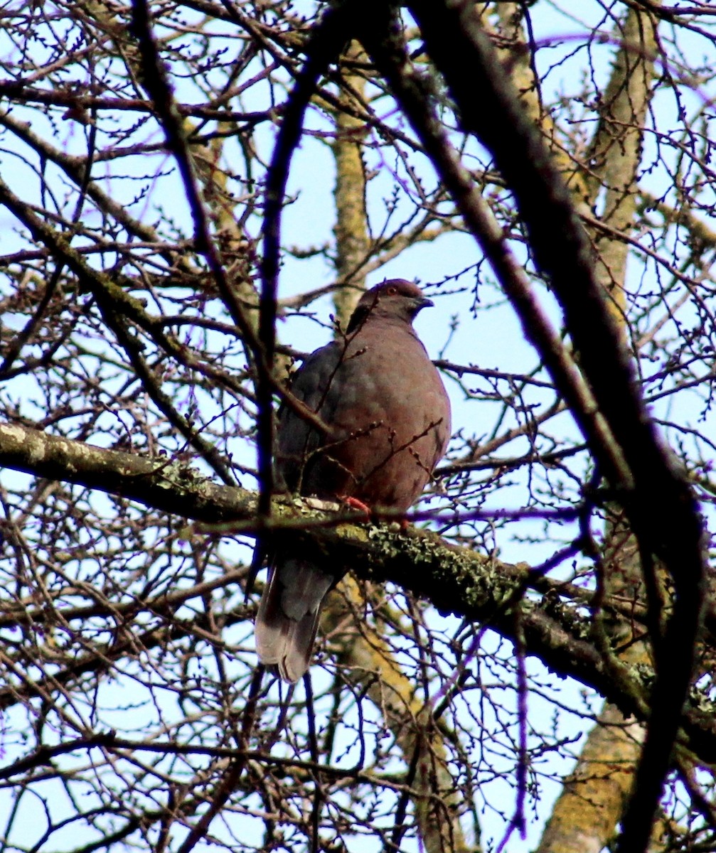 Pigeon du Chili - ML464681281