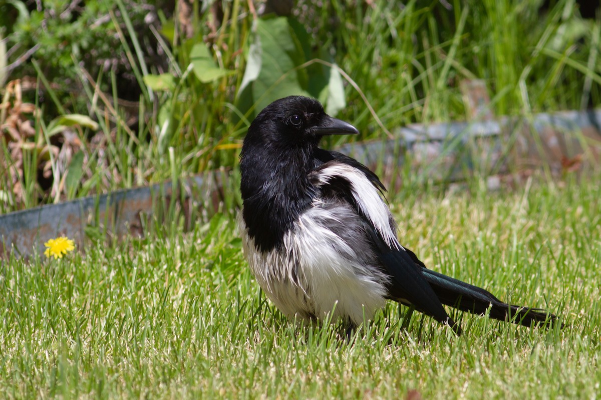 Black-billed Magpie - ML464683041