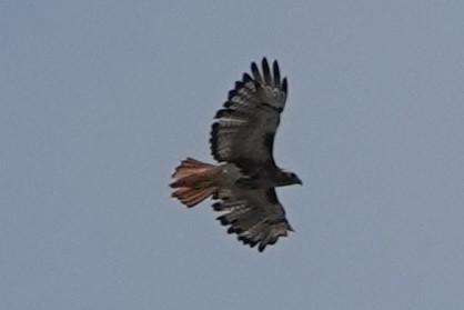 Red-tailed Hawk - Sharon MF