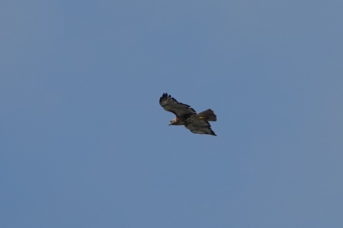 Red-tailed Hawk - Sharon MF