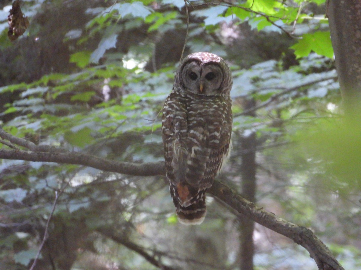 Barred Owl - ML464685381