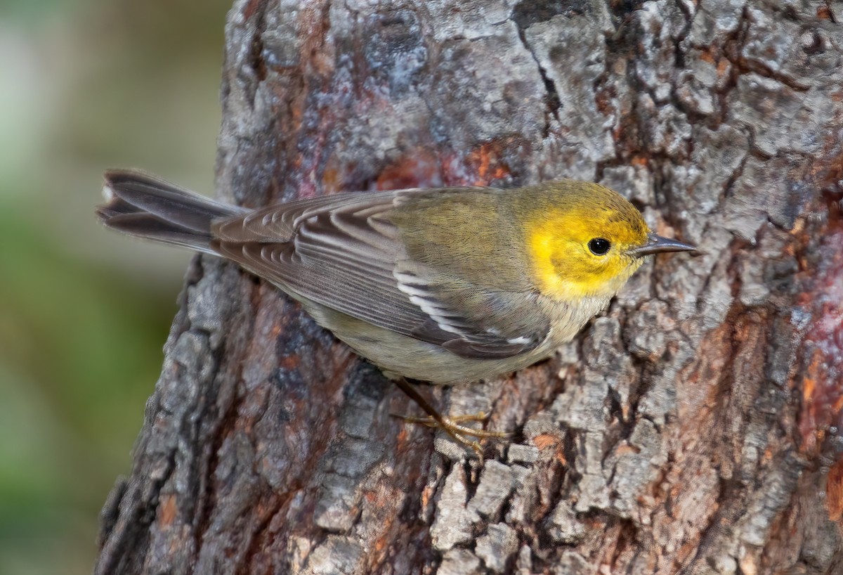 Hermit Warbler - ML464686091