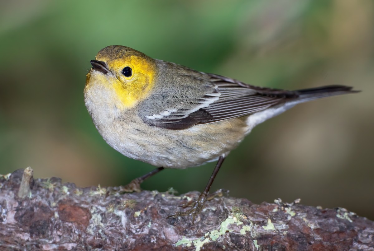 Hermit Warbler - Mark Chappell