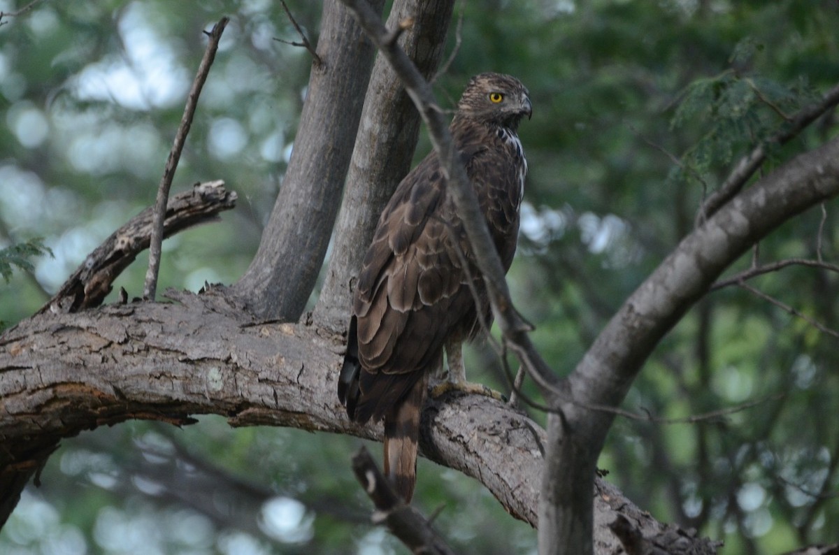 Changeable Hawk-Eagle - ML464686251