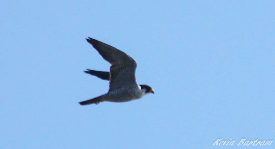 Peregrine Falcon (Tundra) - ML464686431
