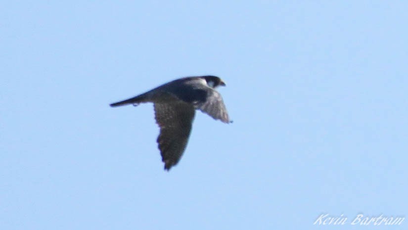 Peregrine Falcon (Tundra) - ML464686441