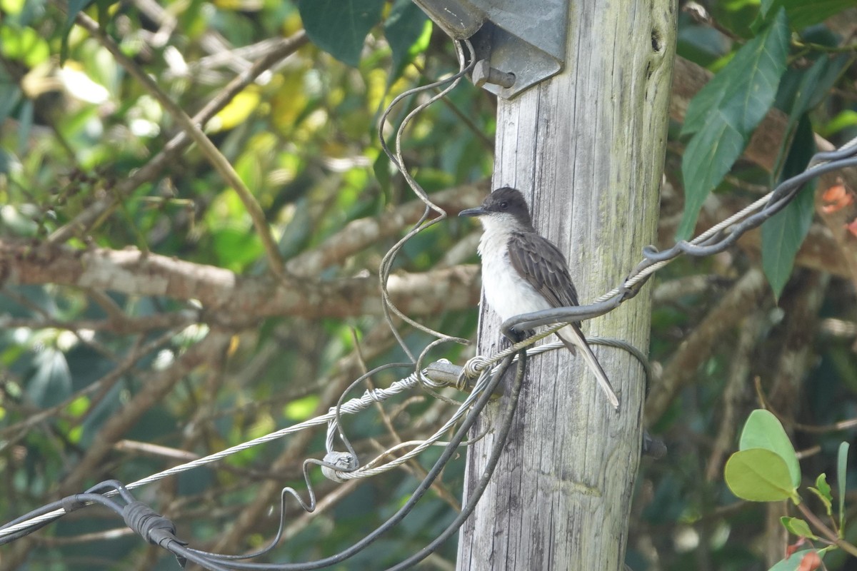 Gray Kingbird - ML464686601