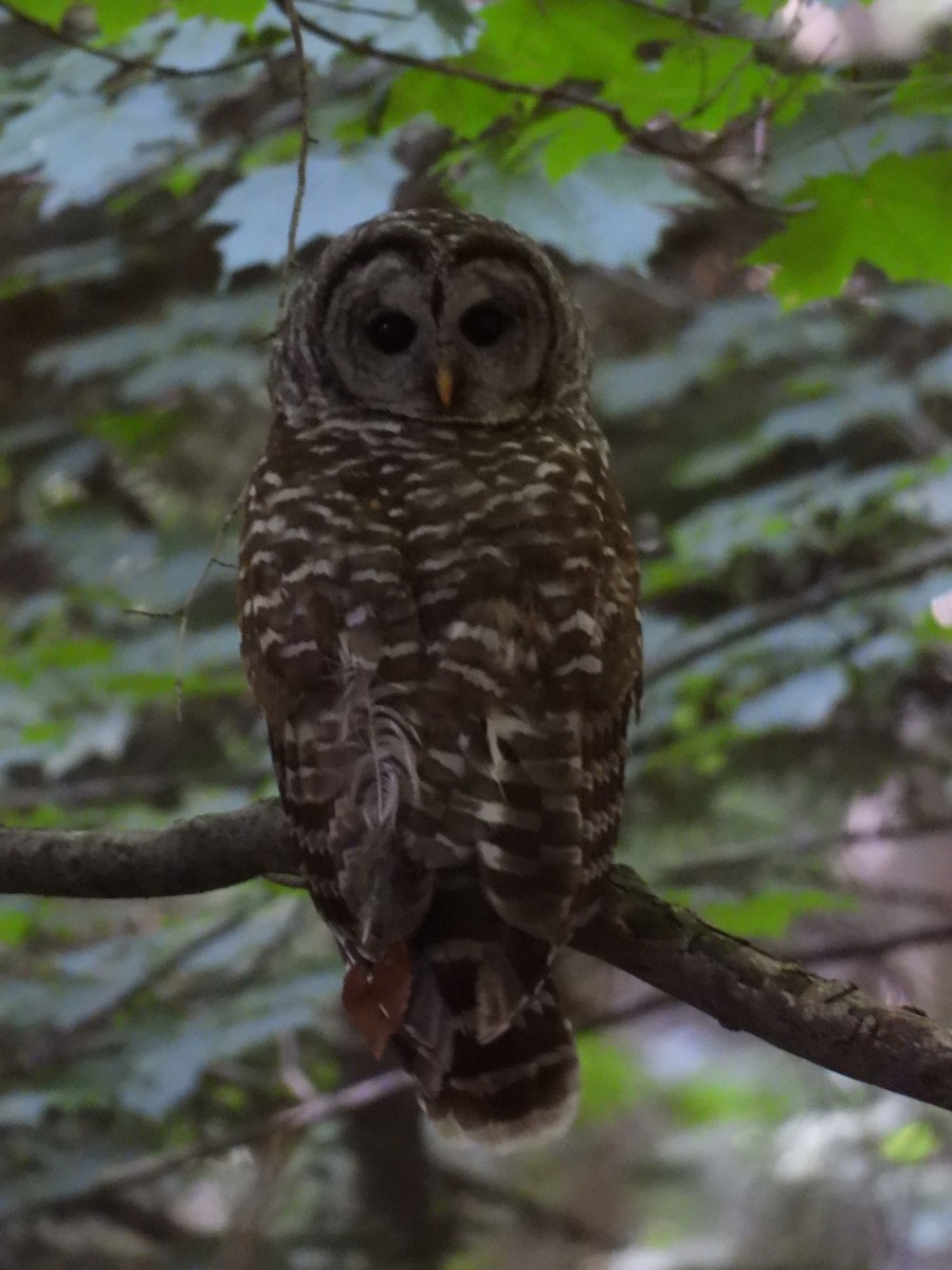 Barred Owl - ML464687021