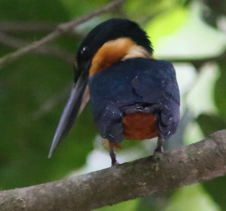 Green-and-rufous Kingfisher - Rohan van Twest