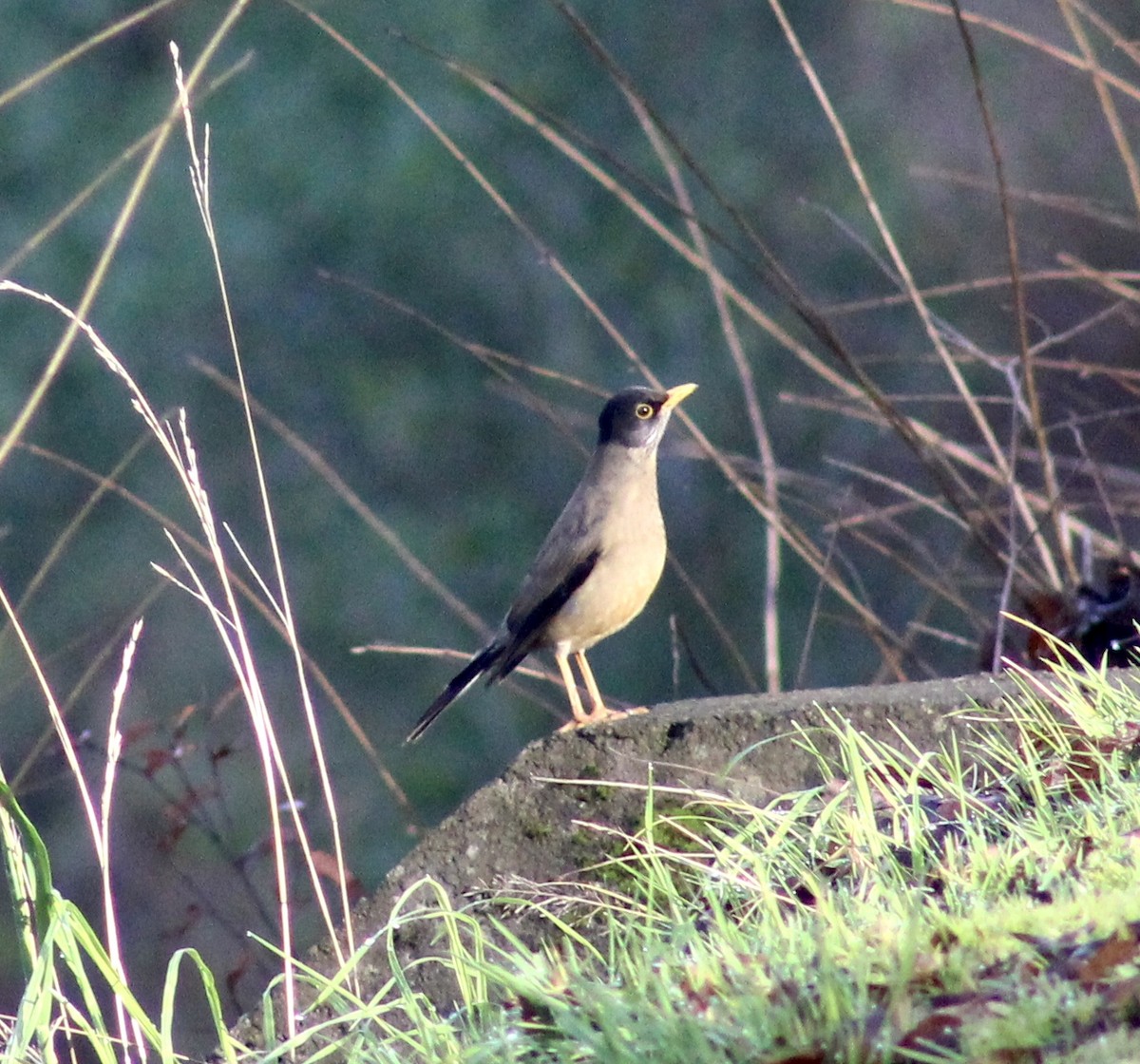 Austral Thrush - ML464687981