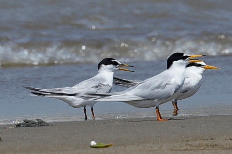 Little Tern - ML464688291