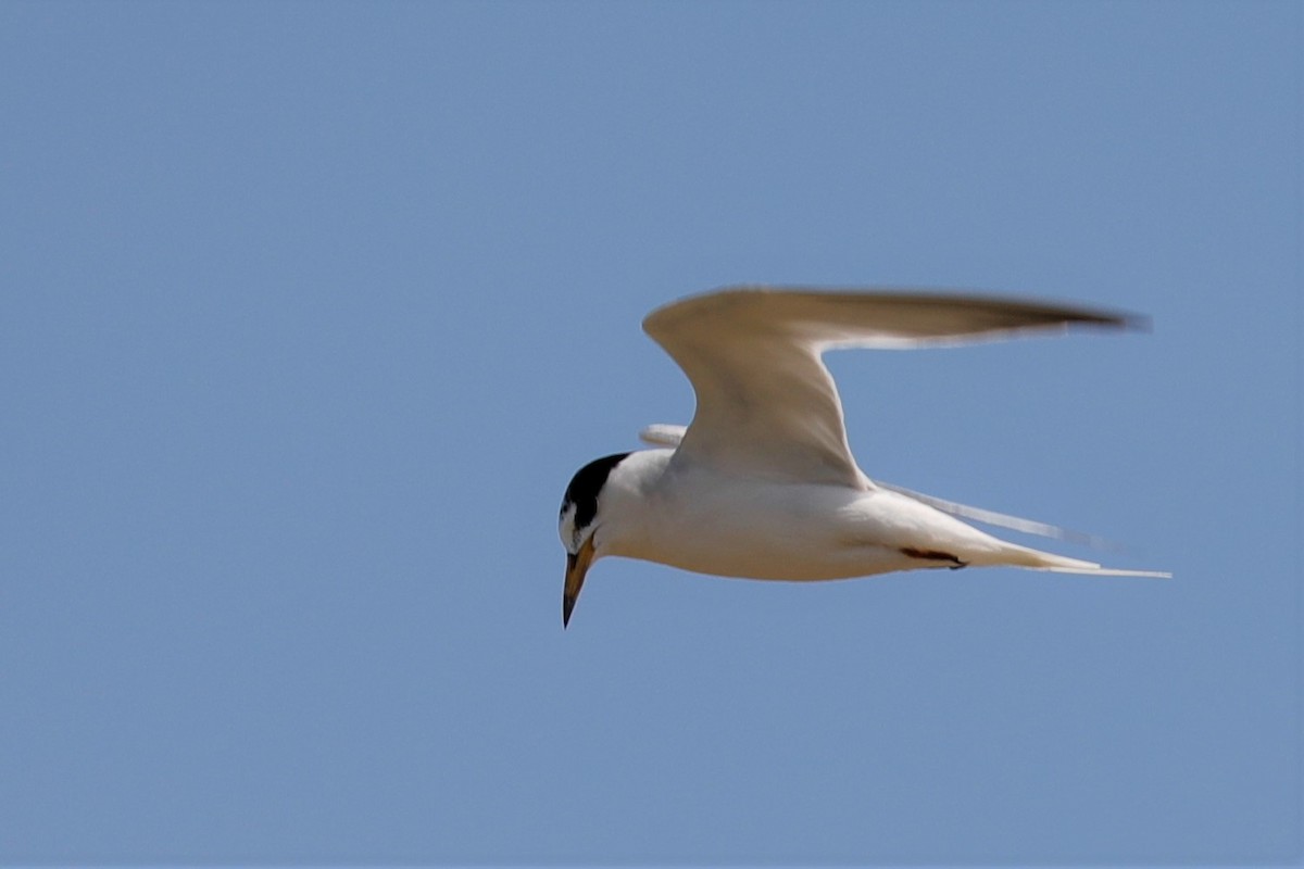 Little Tern - JOEL STEPHENS