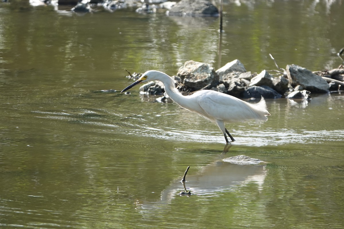 Snowy Egret - Sharon MF