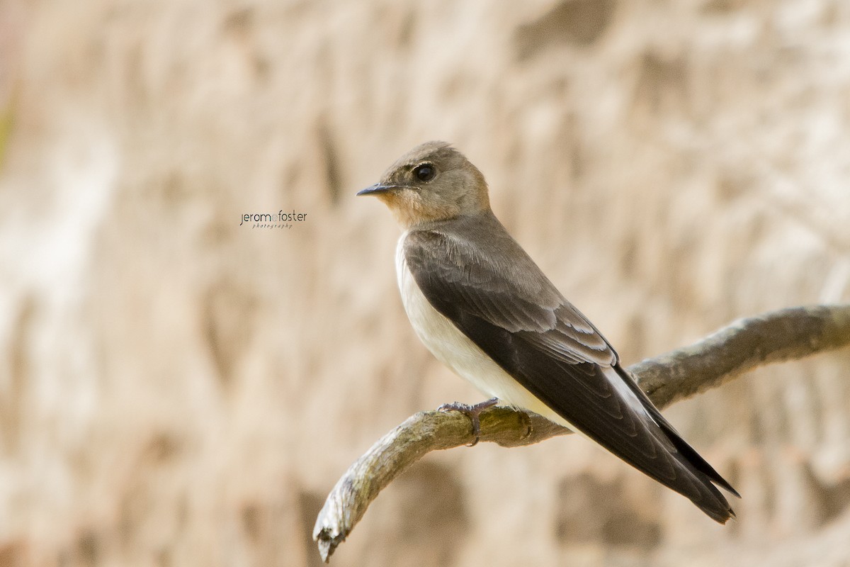 Southern Rough-winged Swallow - Jerome Foster
