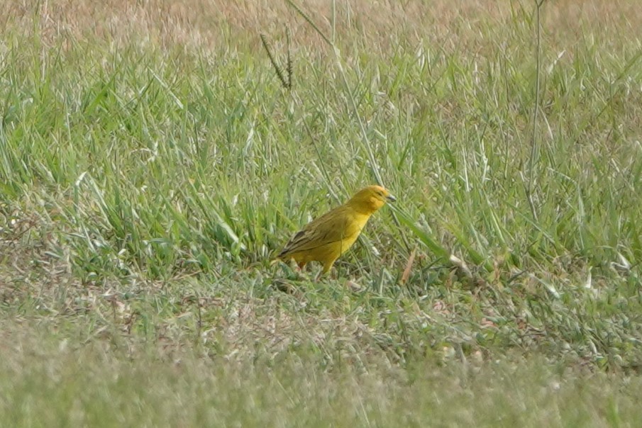 Saffron Finch - ML464690261