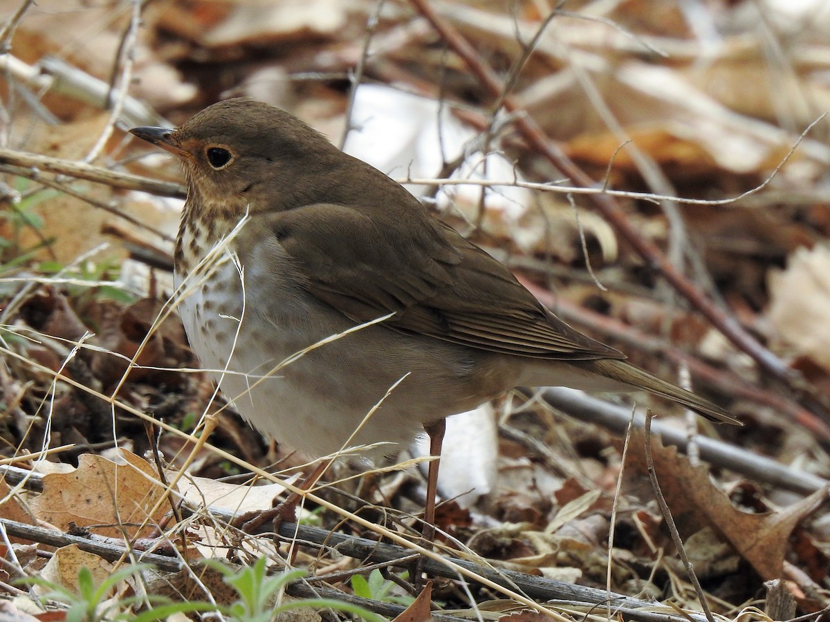 Swainson's Thrush - ML464690701