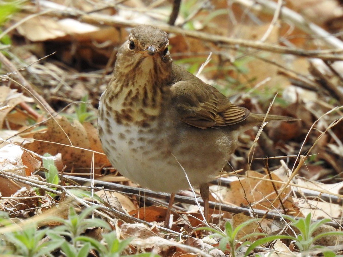 Swainson's Thrush - ML464690731