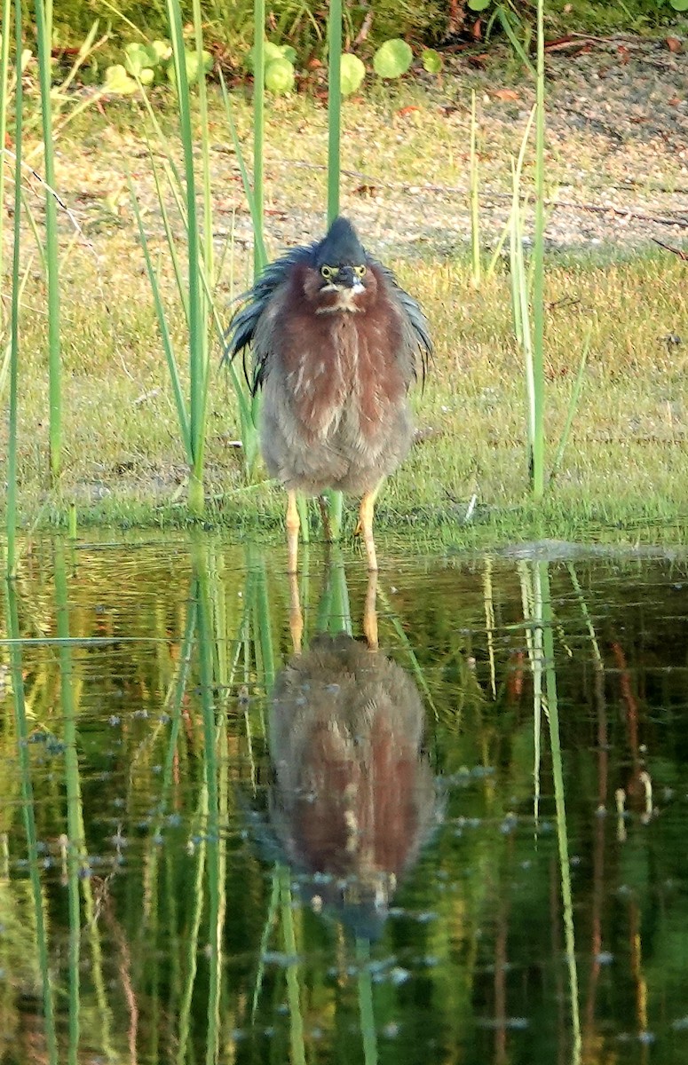 Green Heron - ML464691621