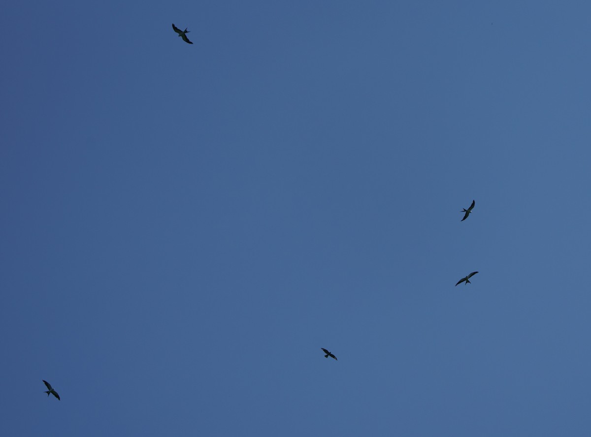 Swallow-tailed Kite - Laura  E
