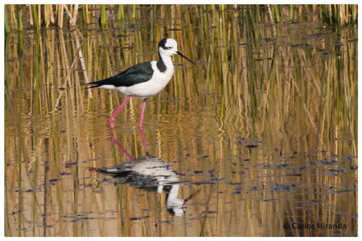 Black-necked Stilt - ML464692481