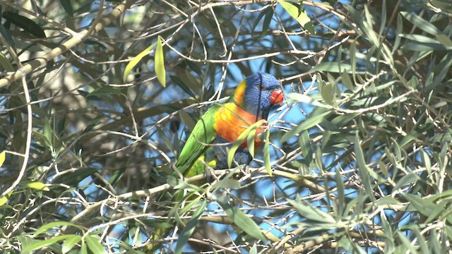 Rainbow Lorikeet - ML464693051