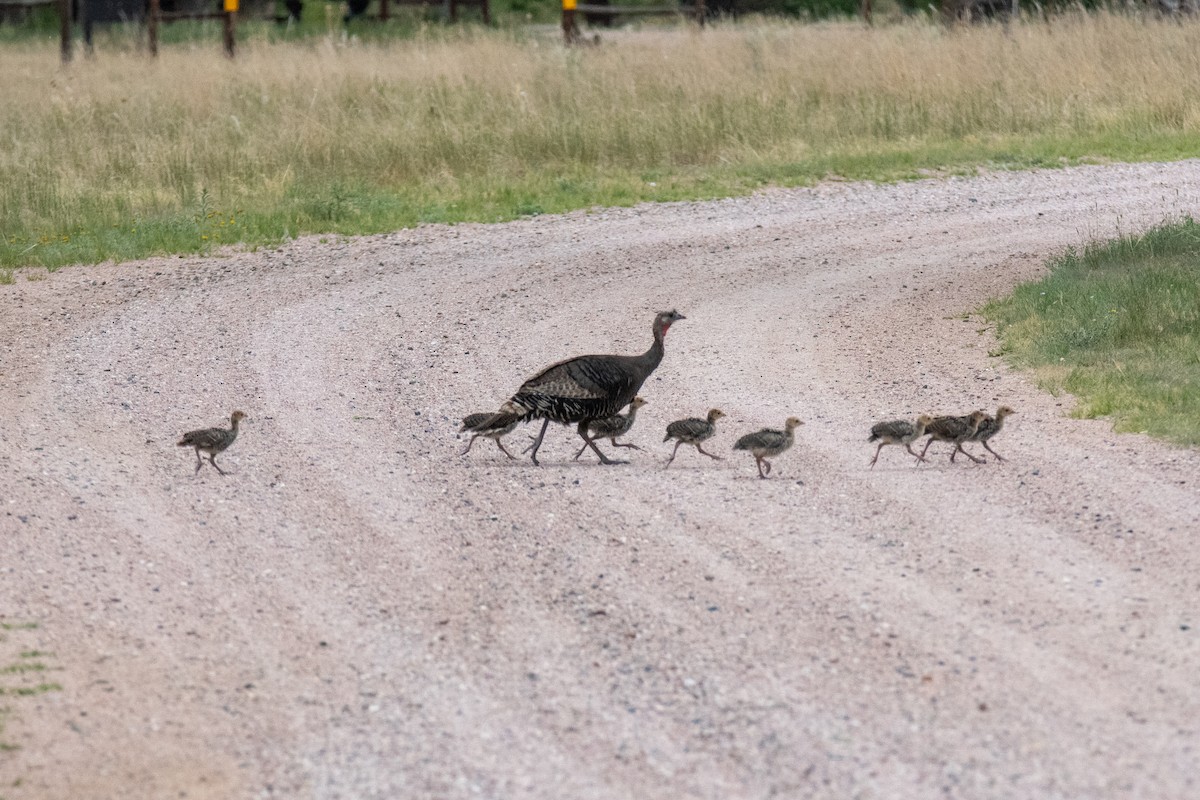 Guajolote Gallipavo - ML464693841