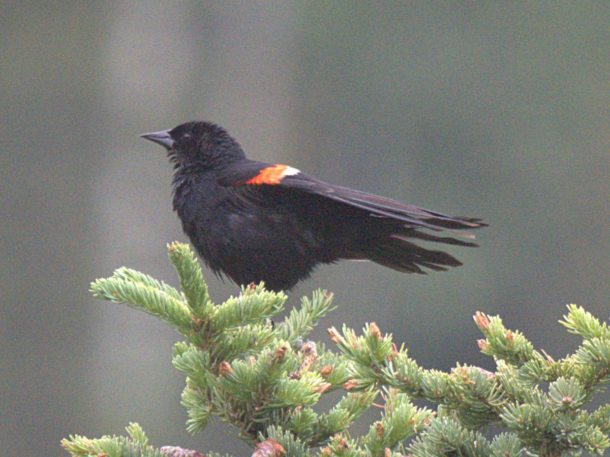 Red-winged Blackbird - ML464694561