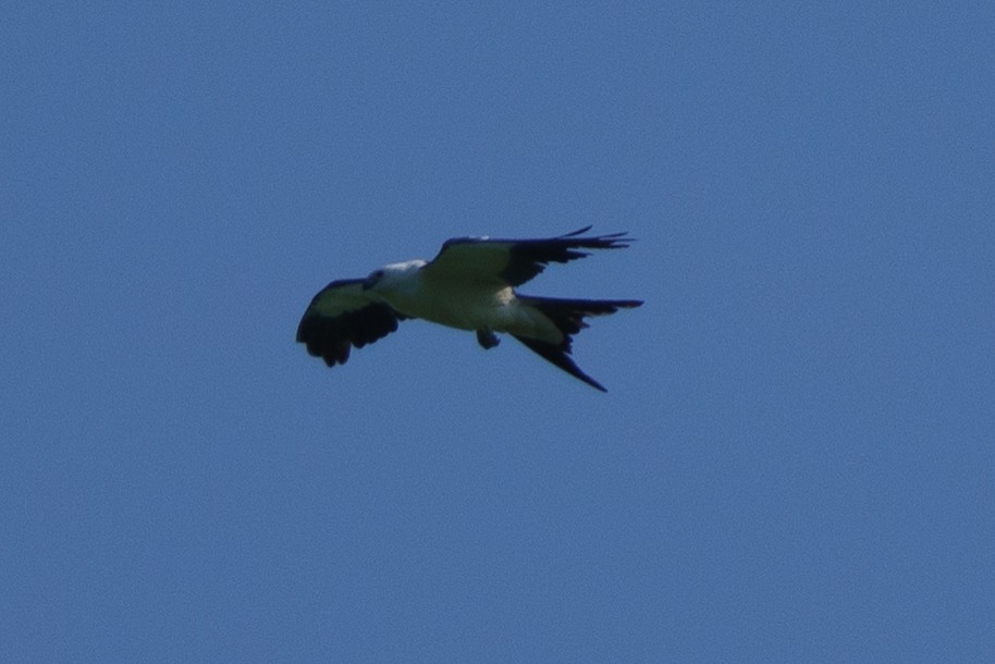 Swallow-tailed Kite - Laura  E