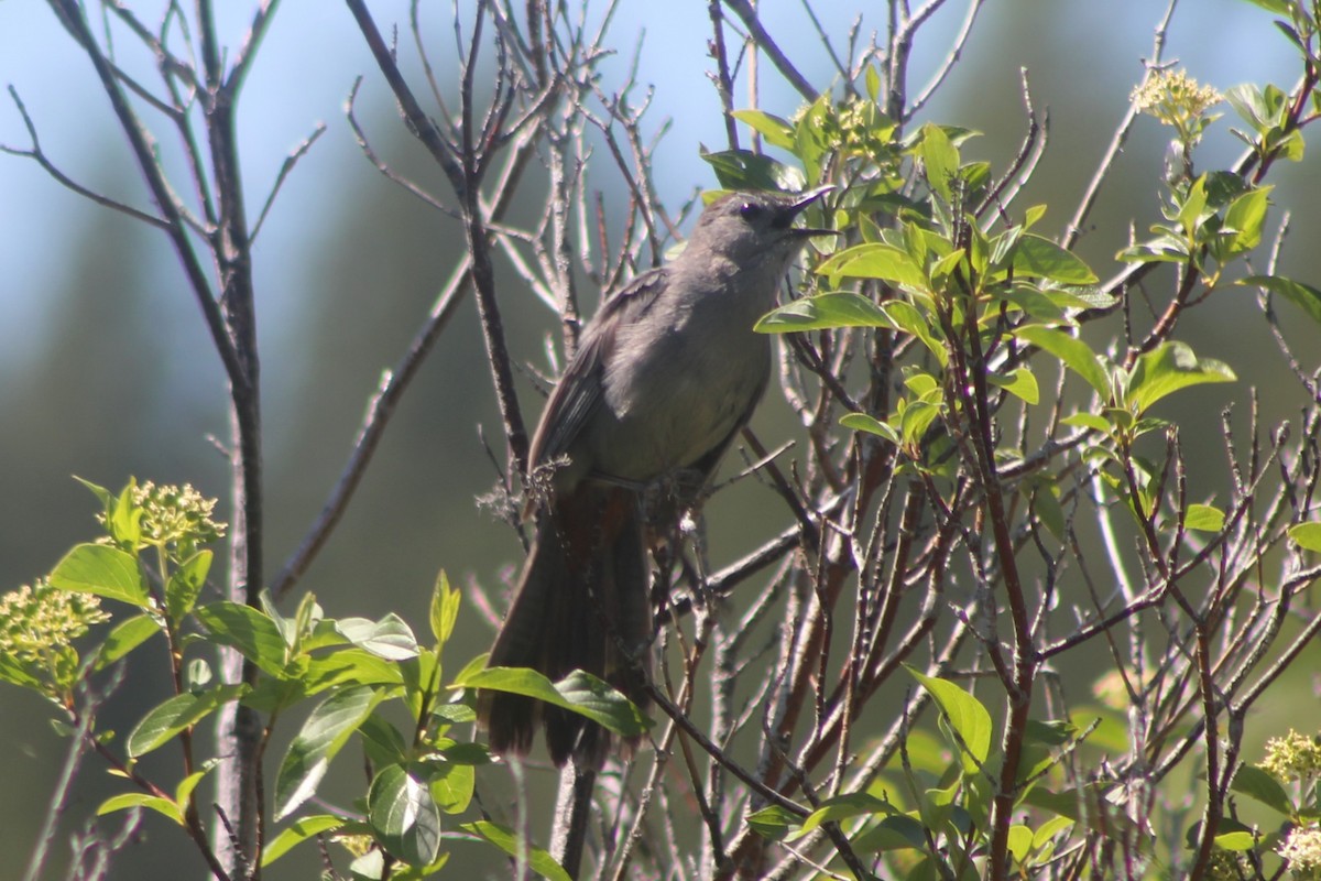 Gray Catbird - ML464695191
