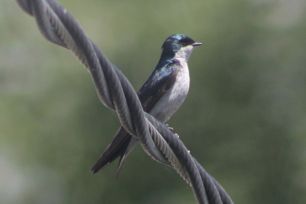 Tree Swallow - ML464695271